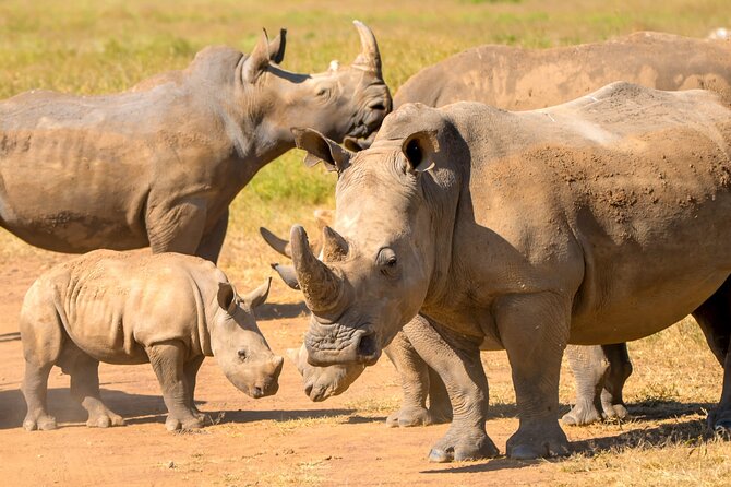 Half-Day Nairobi National Park Private Tour with admission - Nairobi National Park in a half-day, why this format works