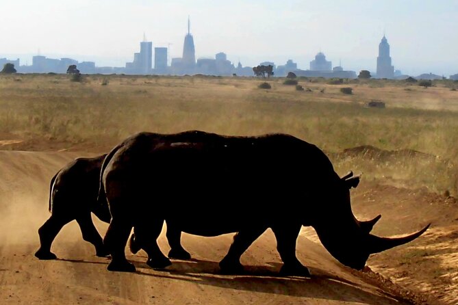 Half-Day Nairobi National Park Private Tour with admission - What you can realistically spot: lions, rhinos, buffalo, and leopard odds