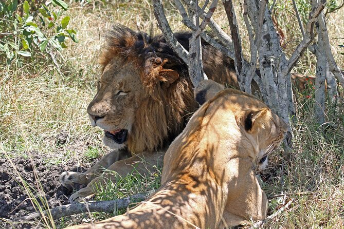 Half-Day Nairobi National Park Private Tour with admission - Kobe Beads factory: the culture stop you can wear and show later