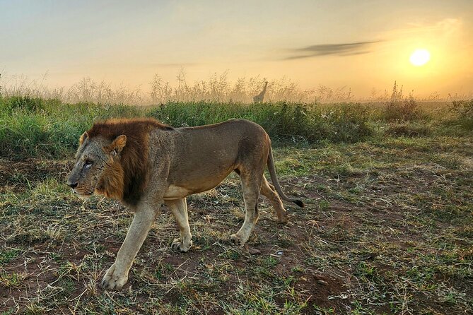 Half-Day Nairobi National Park Private Tour with admission - Private tour pacing: you control the day, within reason