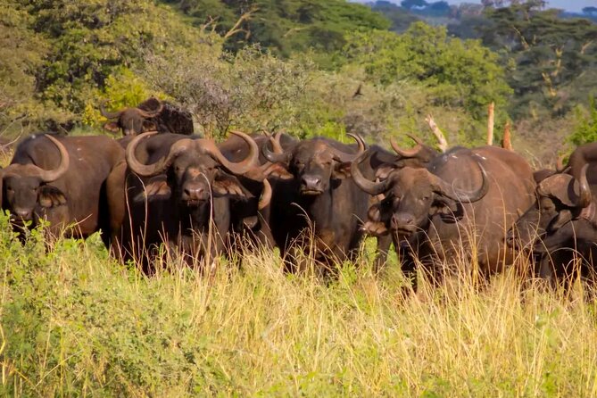 Half-Day Nairobi National Park Private Tour with admission - Price and value: what $167 per person includes, and what you’ll add