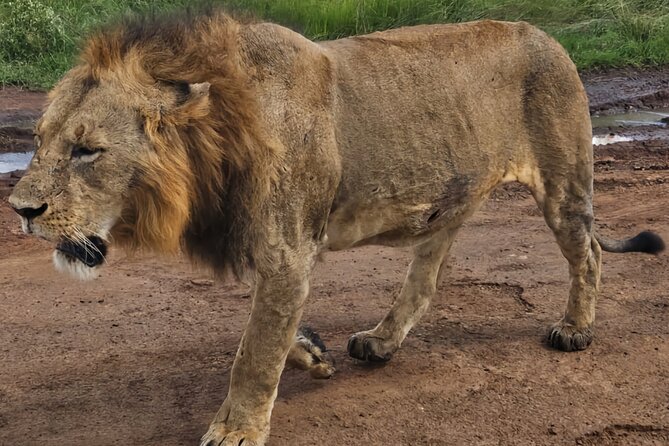 Half-Day Nairobi National Park Private Tour with admission - Who this tour suits best (and who might want a different plan)