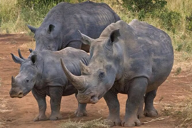 Half-Day Nairobi National Park Private Tour with admission - The off-road ride and how to maximize your 4-hour game drive