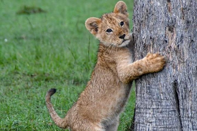 Half-Day Nairobi National Park Safari from Nairobi with Free Pickup - Why this half-day Nairobi National Park safari is such good value