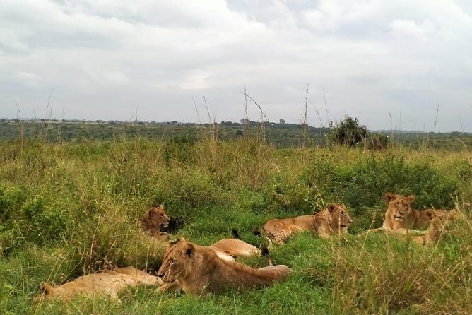 Half-Day Nairobi National Park Safari from Nairobi with Free Pickup - Open-roof 4x4 and comfort: what to expect on a moving safari