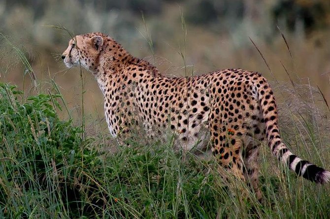 Half-Day Nairobi National Park Safari from Nairobi with Free Pickup - The half-day itinerary in practice: how your time tends to play out