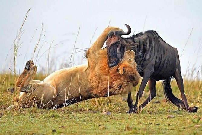 Half-Day Nairobi National Park Safari from Nairobi with Free Pickup - Price, park fees, and the real total you should budget