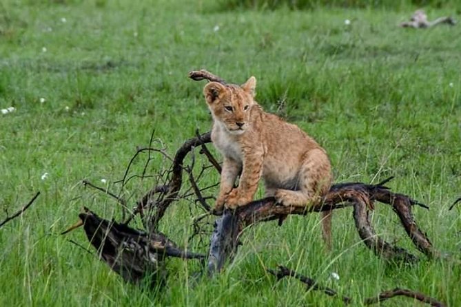 Half-Day Nairobi National Park Safari from Nairobi with Free Pickup - Guides and service quality: what stands out