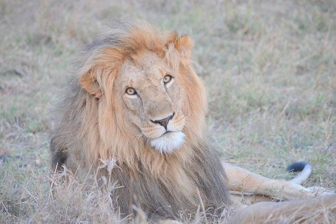 Half-Day Nairobi National Park Safari from Nairobi with Free Pickup - Your drive in Nairobi National Park: what you’re really paying for