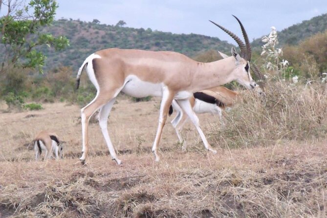 Half-Day Nairobi National Park Tour from Nairobi - 6:00 am pickup and getting to the main gate with less stress