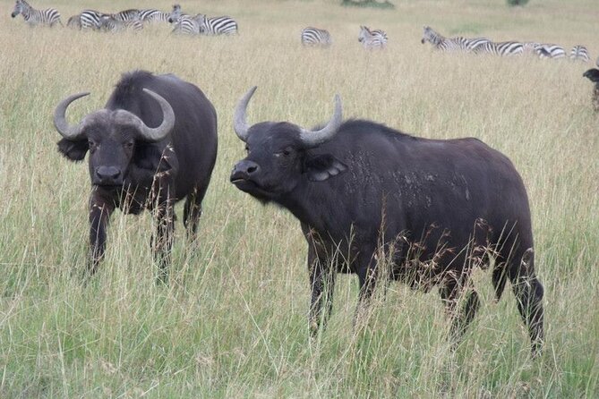 Half-Day Nairobi National Park Tour from Nairobi - Rhinos grazing and lions after a night hunt, how luck works