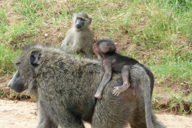 Half-Day Nairobi National Park Tour from Nairobi - Timing it with the rest of your Nairobi day