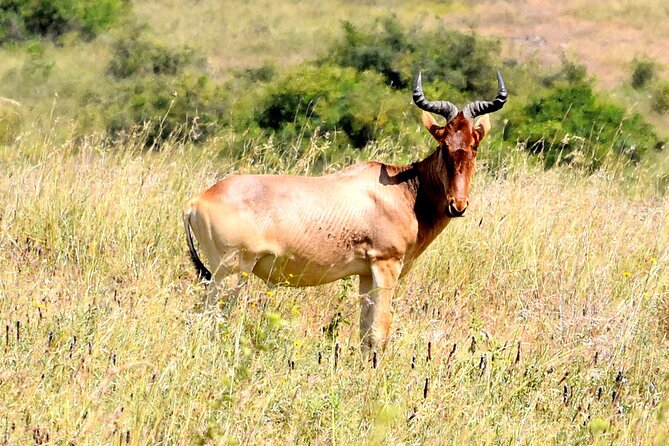 Half day Nairobi National Park Tour & Sheldrick Elephant Nursery - What’s included in the price, and what you should budget for
