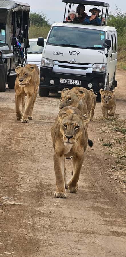 Half day Nairobi National Park with free pick up - Key takeaways