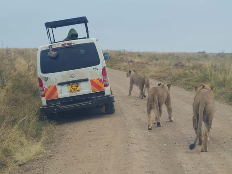Half day Nairobi National Park with free pick up - Why Nairobi National Park Works So Well for a Half-Day Safari