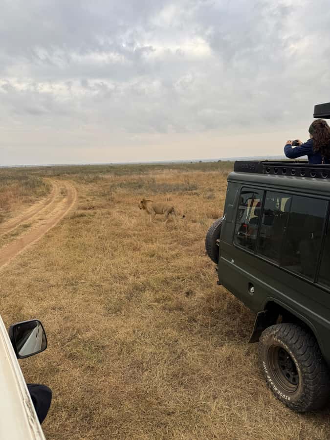Half day Nairobi National Park with free pick up - Nairobi National Park Game Drive: What You’re Chasing (and How to Think About It)