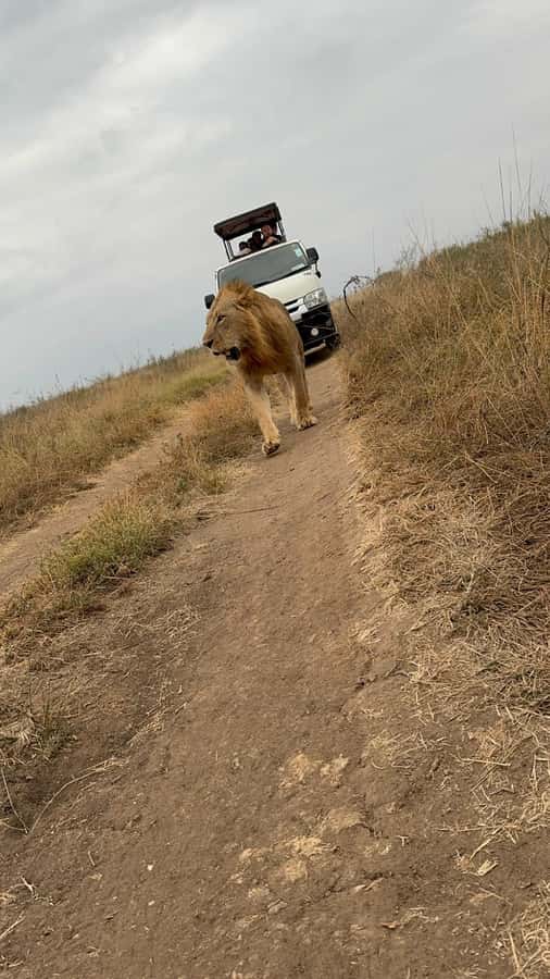 Half day Nairobi National Park with free pick up - Photo Stops, Skyline Views, and How to Get Better Wildlife Pictures in Real Life