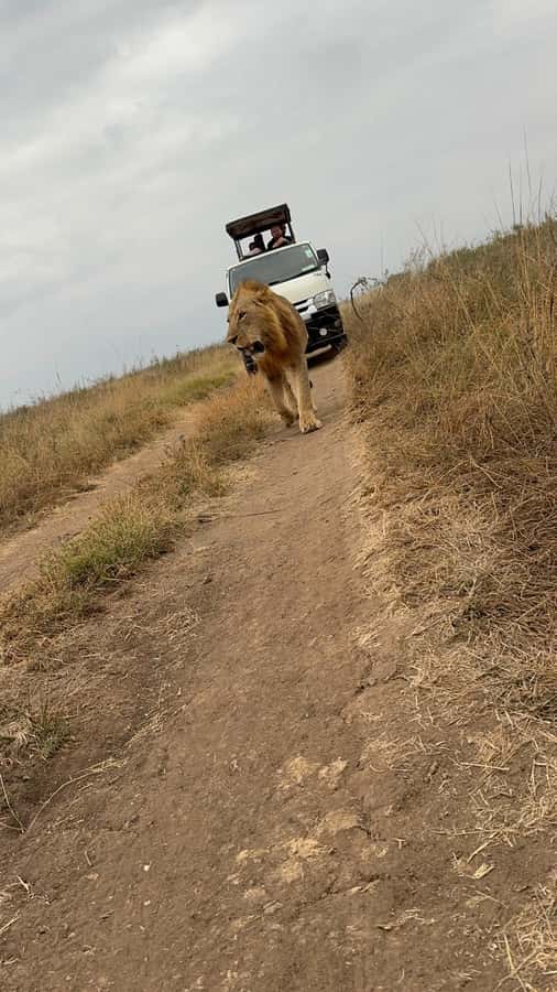 Half day Nairobi National Park with free pick up - Elephant Orphanage Visit: What Conservation Education Looks Like Up Close