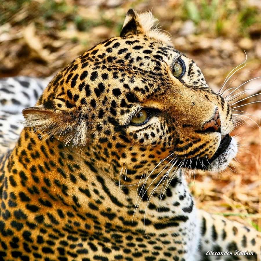 Half day Nairobi National Park with free pick up - Should You Book This Nairobi National Park Safari?