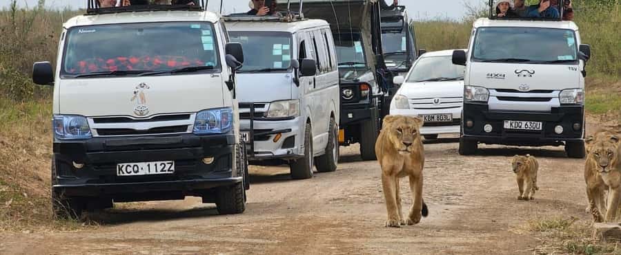 Half day Nairobi National Park with free pick up - Pickup, Van Setup, and the Real Timing Behind 5 Hours