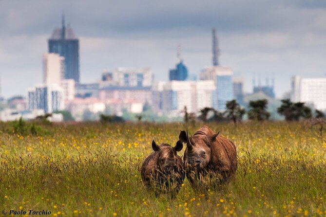 Half Day Nairobi National park - Guide-driven spotting and the photo stops that actually matter