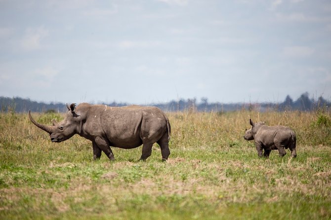 Half-Day Private Guided Safari Tour to Nairobi National Park - Price and what your $200 group cost really buys