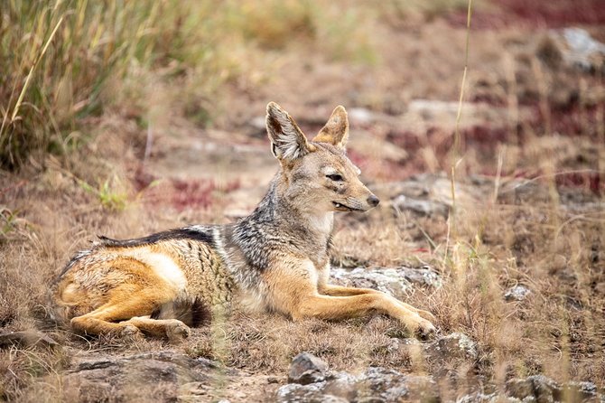 Half-Day Private Guided Safari Tour to Nairobi National Park - Should you add a walking safari moment?