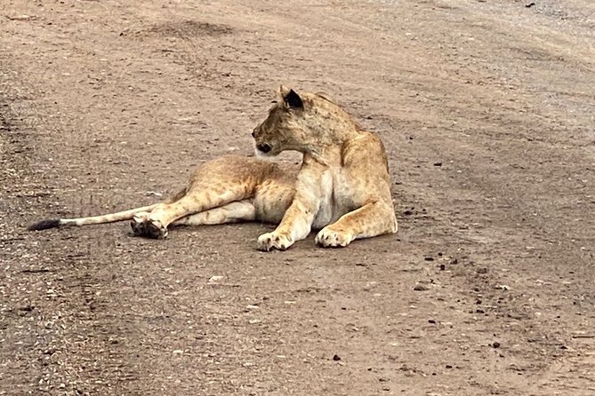 Half Day Private Tour in Nairobi National Park with Admission - The 6 am hotel pickup and smooth drive into the park