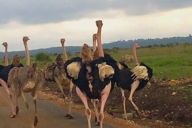 Half Day Private Tour in Nairobi National Park with Admission - The open-roof game drive: where the best sightings happen