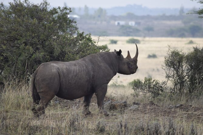 Half Day Private Tour in Nairobi National Park with Admission - Waterhole energy: hippos, crocodiles, and aquatic birds
