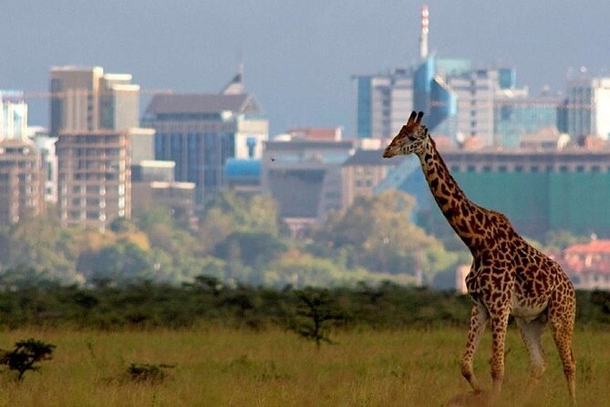 Half Day Private Tour in Nairobi National Park with Admission - The admission advantage: fewer delays at the entrance
