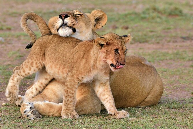 Half Day Safari at Nairobi National Park - Why Nairobi National Park safari time feels efficient and real