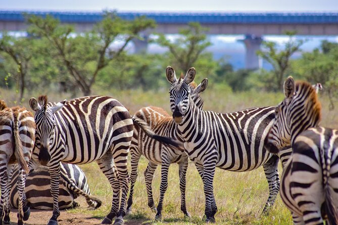Half Day Safari at Nairobi National Park - Your morning rhythm: pickup, park entry, and the sunrise plan