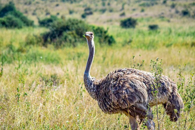 Half Day Safari at Nairobi National Park - Sunrise to savannah: what to expect at each stage