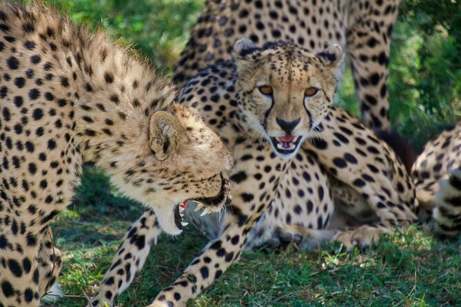 Half Day Safari at Nairobi National Park - Guide tactics that boost your odds without feeling pushy