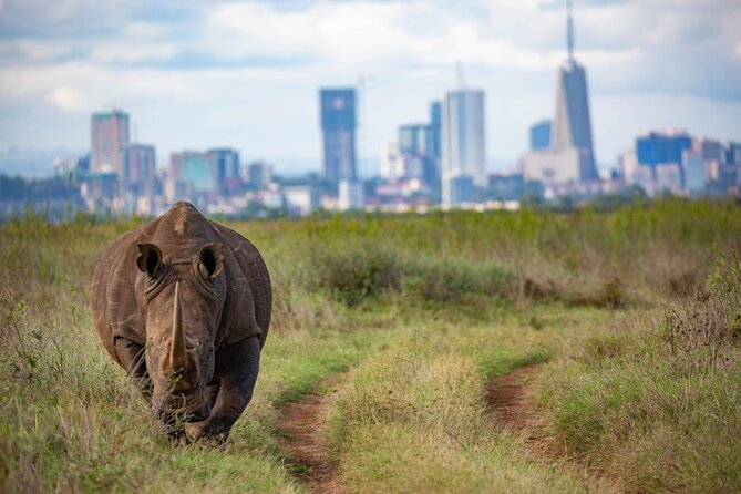 Half Day Safari at Nairobi National Park - Best for: who should book this half-day Nairobi safari