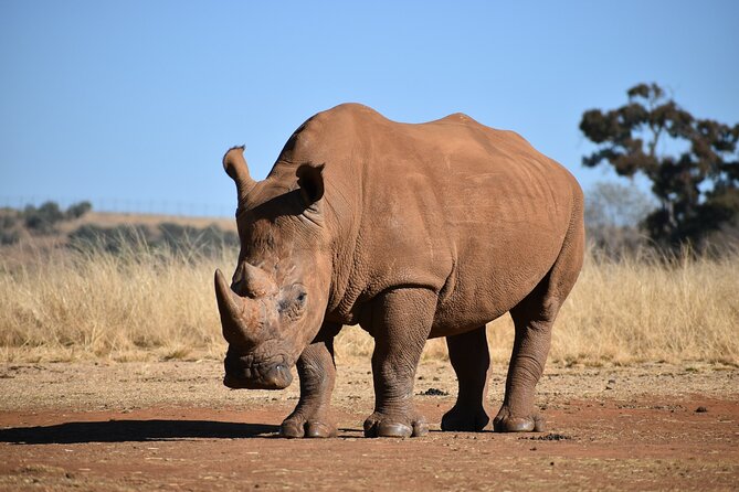 Half Day Safari at Nairobi National Park - How to make the most of your 4 hours in the park