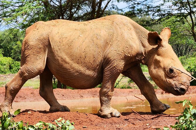 Half day tour to Elephant orphanage & Giraffe Centre Nairobi - Getting to Sheldrick Wildlife Trust: timing is the whole game
