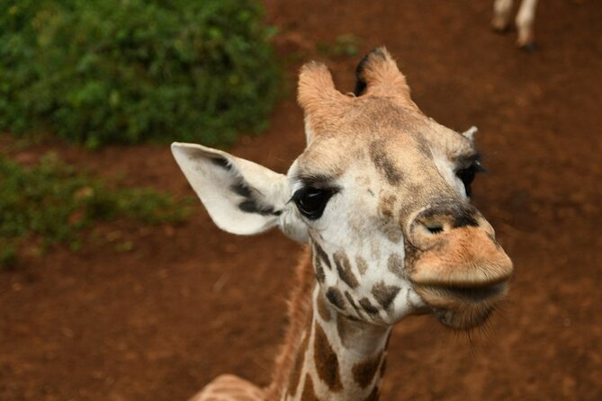 Half day tour to Elephant orphanage & Giraffe Centre Nairobi - The Giraffe Centre: Rothschild giraffes and a guided feeding moment
