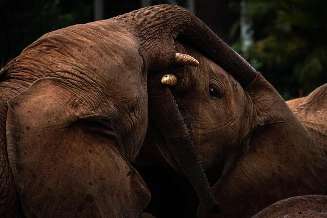 Half day tour to Elephant orphanage & Giraffe Centre Nairobi - Kobe Beads and leather: a community stop that makes your day feel grounded