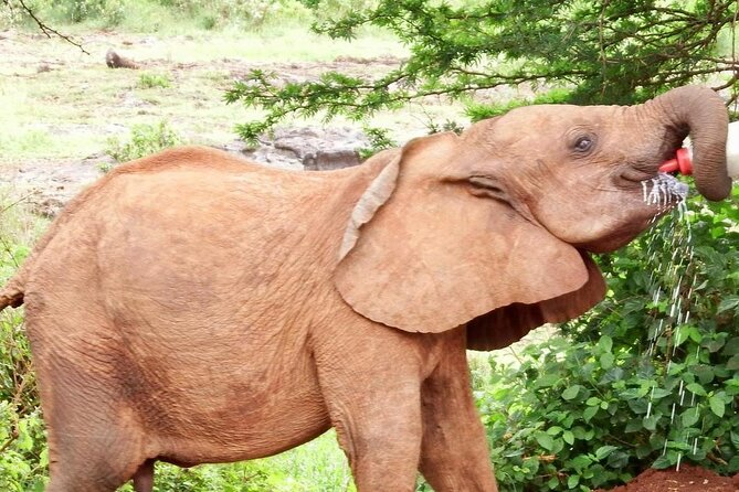 Half day tour to Elephant orphanage & Giraffe Centre Nairobi - Optional Karen Blixen Museum for an extra culture break