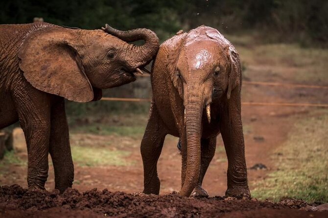 Half day tour to Elephant orphanage & Giraffe Centre Nairobi - Price and value: what $95 buys you, and what it doesn’t