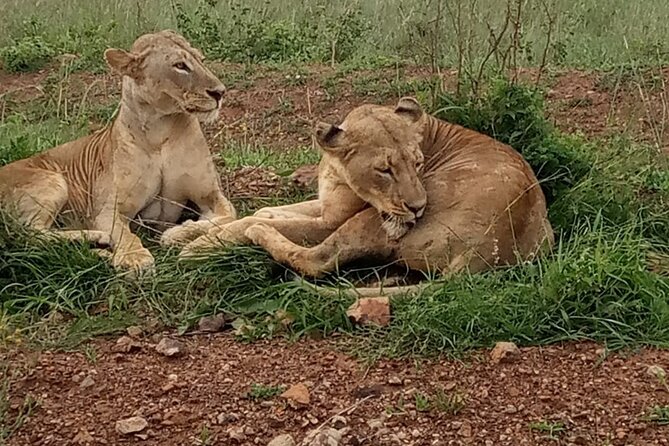 Half Day Tour To Nairobi National Park and Giraffe Center - Early Nairobi timing, and why it matters more than you think