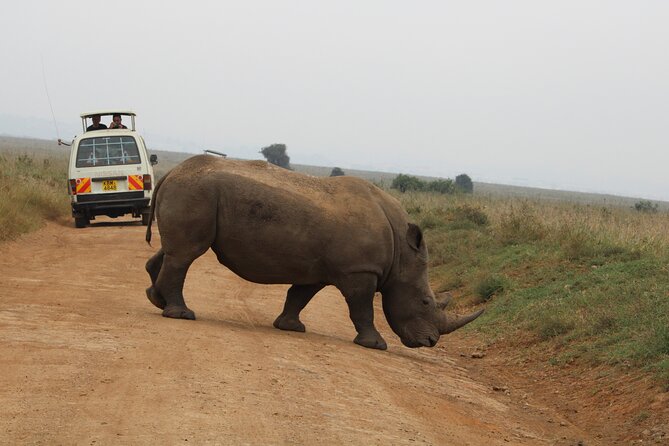 Half Day Tour To Nairobi National Park and Giraffe Center - What to bring, and how to plan your day after