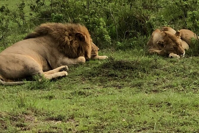 Half Day Tour To Nairobi National Park and Giraffe Center - Entering Nairobi National Park: 3 hours of guided wildlife searching