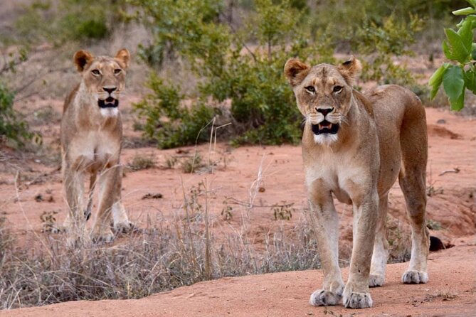 Half day wildlife tour to Nairobi National Park Game Drive with Pickup/Drop off - Key things to know before you go