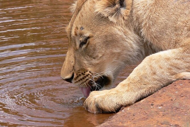 Half day wildlife tour to Nairobi National Park Game Drive with Pickup/Drop off - Nairobi National Park in a half day: what you really get