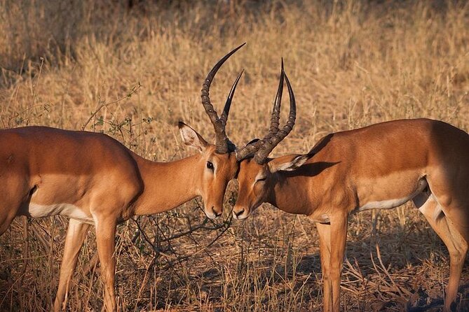 Half day wildlife tour to Nairobi National Park Game Drive with Pickup/Drop off - What wildlife you can realistically expect in this park