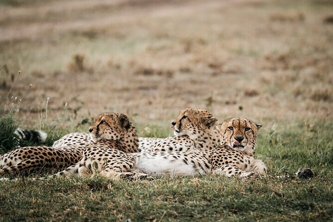 Half day wildlife tour to Nairobi National Park Game Drive with Pickup/Drop off - Price and logistics: what $45 covers and what to plan for