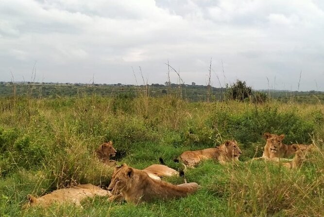 Half day wildlife tour to Nairobi National Park Game Drive with Pickup/Drop off - Getting picked up in Nairobi and riding the open-roof 4WD